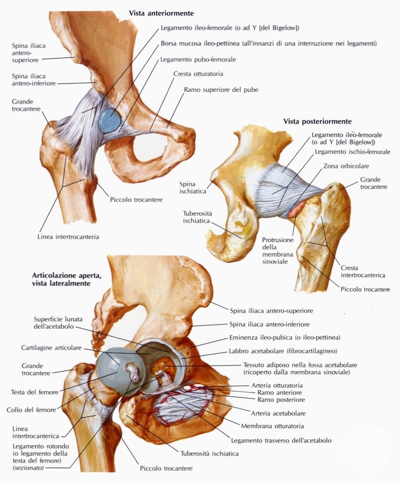 Articolazione dell'anca (o coxo-femorale)